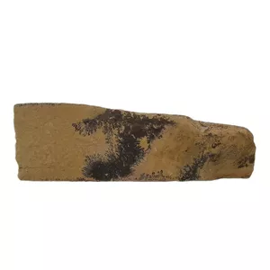 سنگ راف شجر مدل فسیلی کد 156
