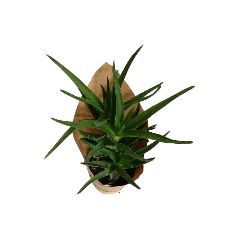 گیاه طبیعی آلوئه شاخه بزی کد gs12