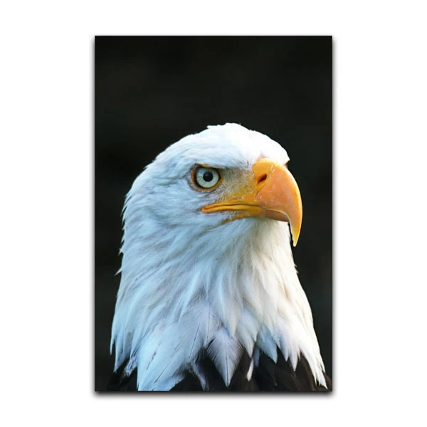 تابلو شاسی گوفی مدل طبیعت حیات وحش عقاب طرح Nature Golden Eagle کد HAWK21