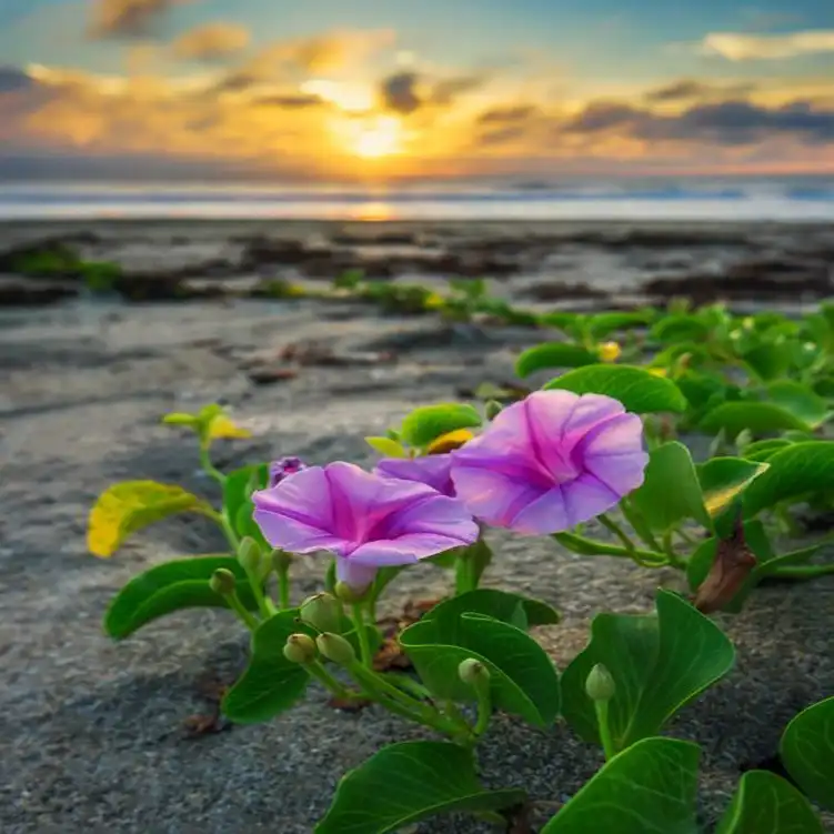 بذر گل نیلوفر رونده الوان سانیا سید مدل  SS69