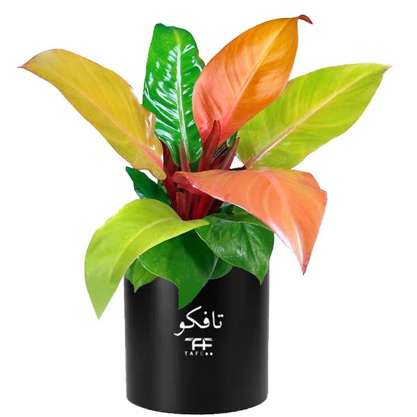    گیاه طبیعی فیلودندرون پرتغالی تافکو مدل شاهزاده کد 2x