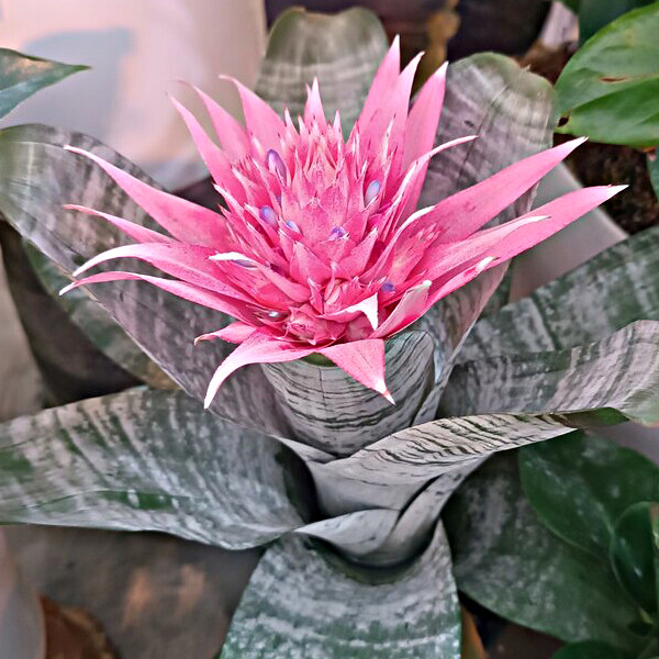 گیاه طبیعی آکمیا تافکو مدل ایکمیا کد 2x