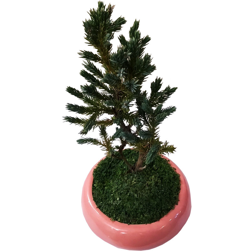 گیاه طبیعی کاج اطلسی مدل B-18