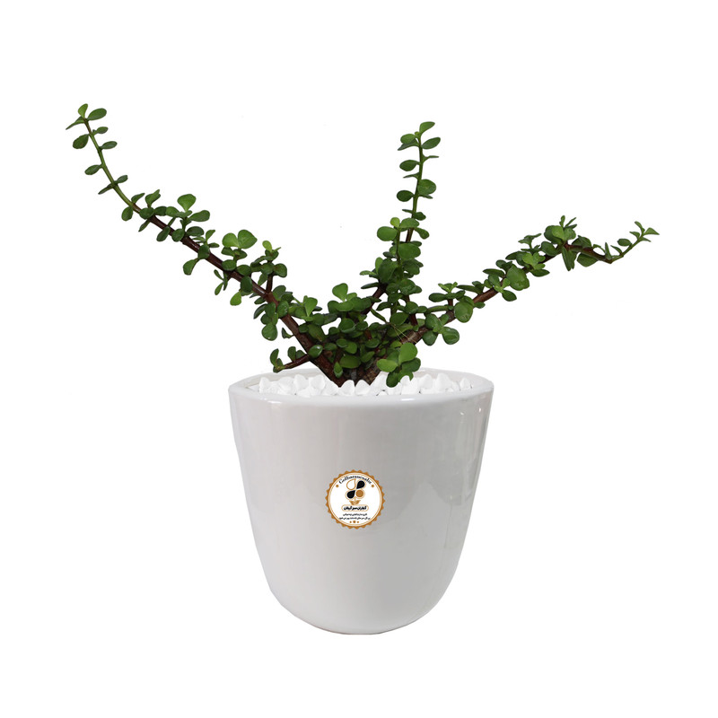 گیاه طبیعی خرفه زینتی کراسولا شرکت گلباران سبز گیلان مدل KHK-M