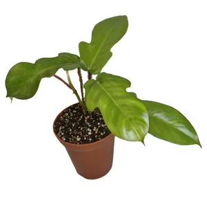 گیاه طبیعی فیلودندرون پرزدار مدل 020