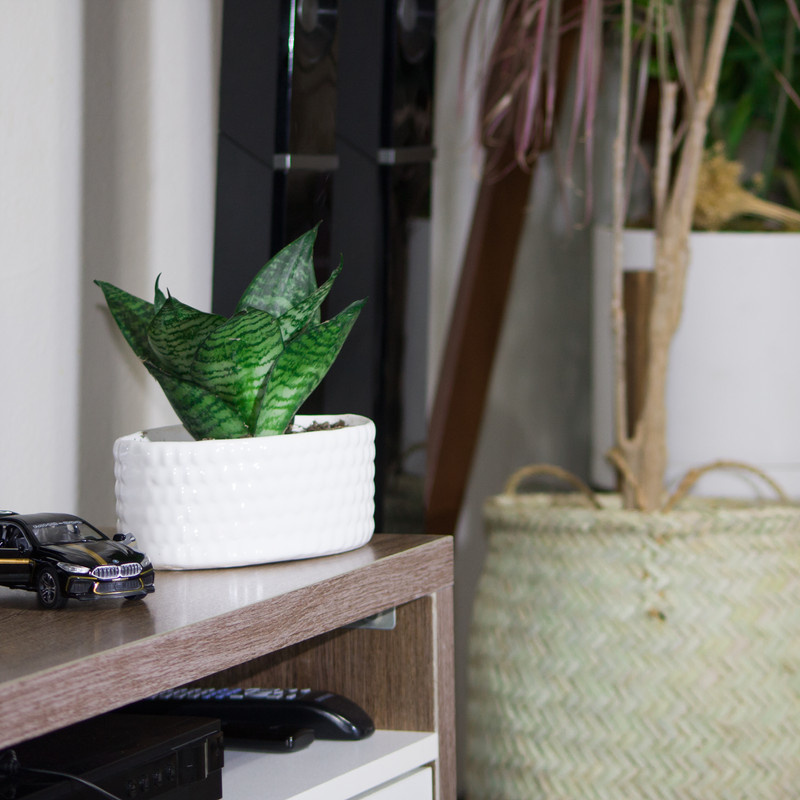 گیاه طبیعی سانسوریا مدل پا کوتاه گیاه طبیعی سانسوریا مدل پا کوتاه