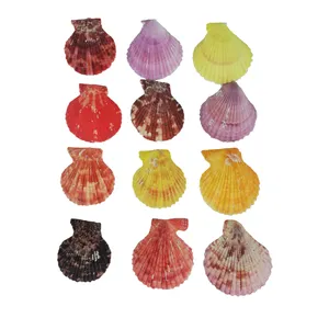 صدف تزیینی آکواریوم مدل تک کفه کد 11 مجموعه 12 عددی