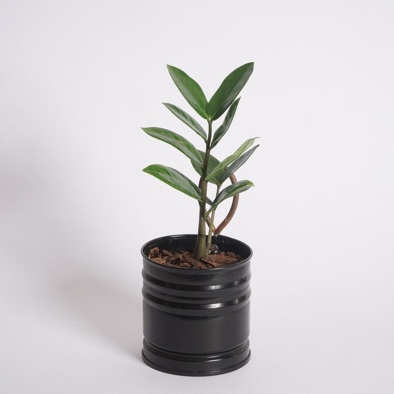 گیاه طبیعی زامیفولیا سبز مدل B-111 گیاه طبیعی زامیفولیا سبز مدل B-111