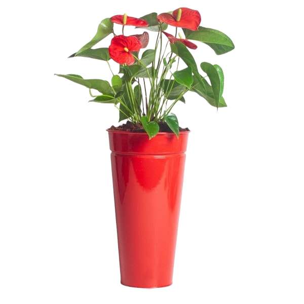 گیاه طبیعی آنتوریوم قرمز کد F1