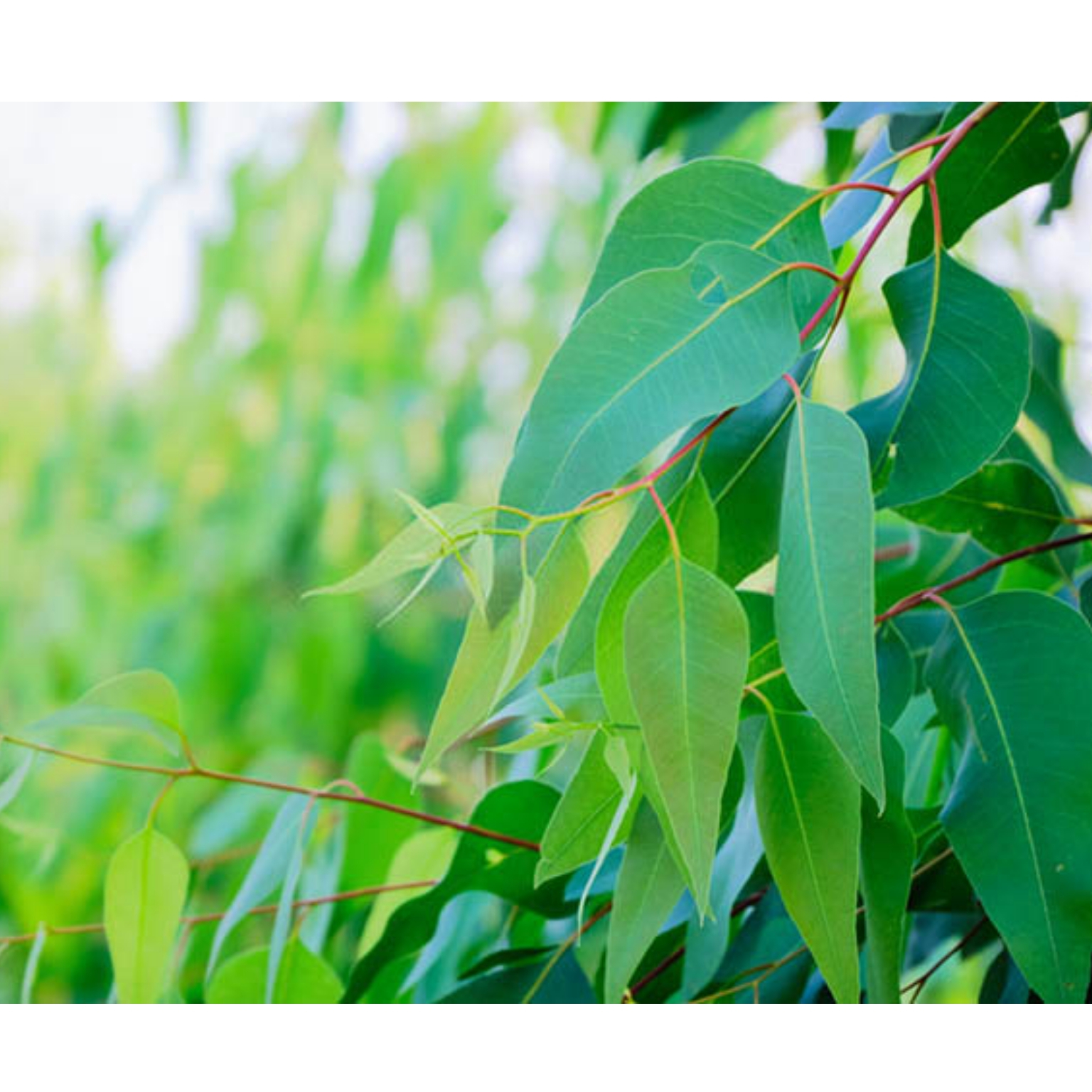 برگ اکالیپتوس ممتاز باباگلی - 60 گرم