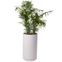 گیاه طبیعی نخل شامادورا کد 11023/2212