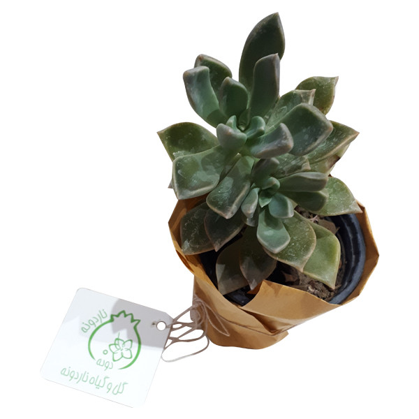 گیاه طبیعی آشوریا ناردونه کد SA - S01