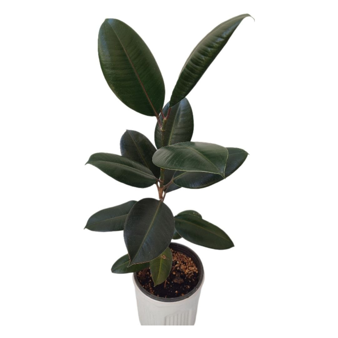 گیاه طبیعی فیکوس بلک مدل 03