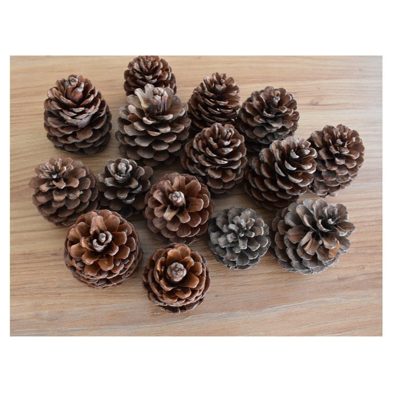 میوه تزیینی مدل میوه درخت کاج کد GB 015 بسته 15 عددی