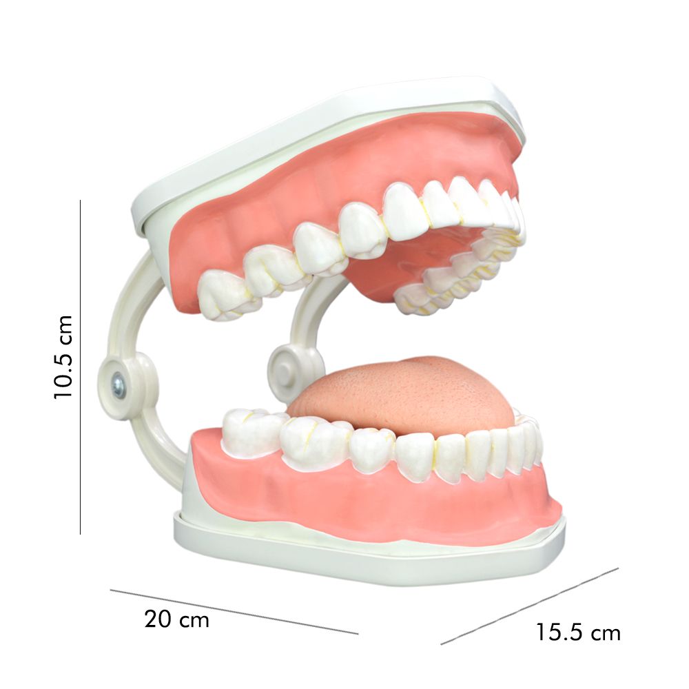 بازی آموزشی مولاژ دندان انسان مدل Dentalcare2 -  - 7