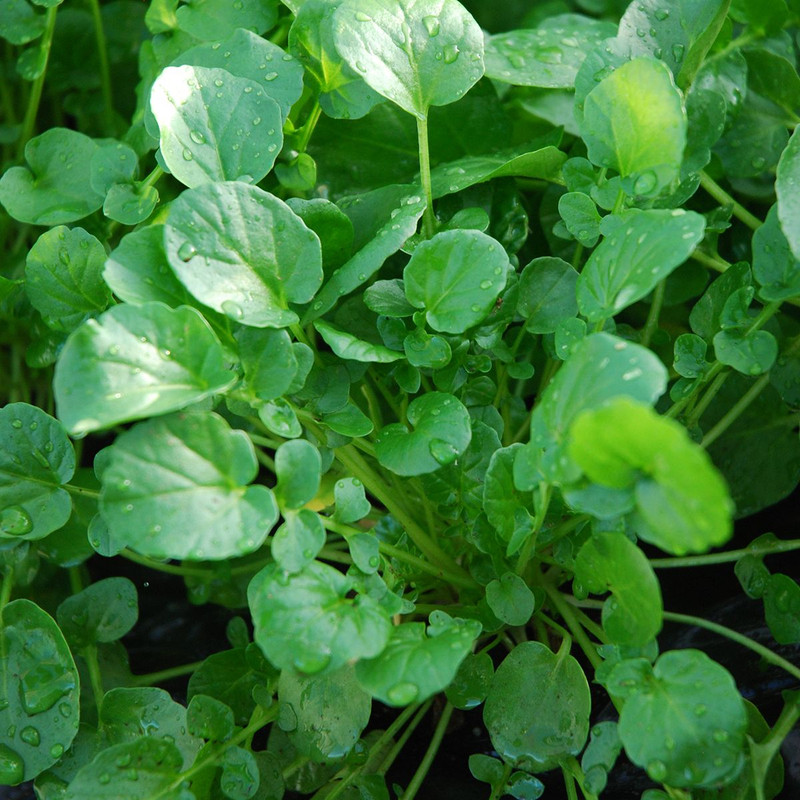 بذر شاهی ظرافت مدل BZ18334 وزن 250 گرم