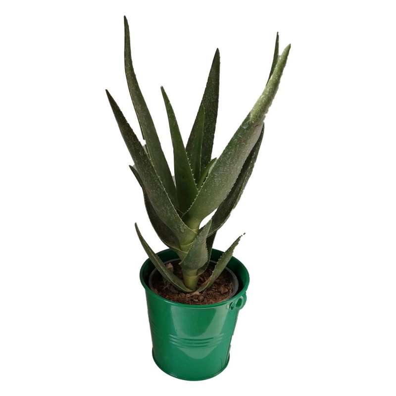 گیاه طبیعی آلوئه کد jf04 گیاه طبیعی آلوئه کد jf04