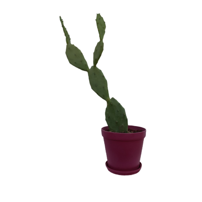 گیاه کاکتوس آپونتیا مدل SH2087