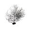 درختچه تزیینی آکواریوم مدل ریشه ویکتوریا