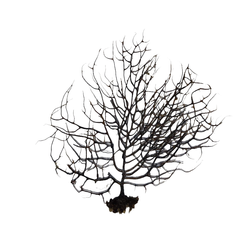 درختچه تزیینی آکواریوم مدل ریشه ویکتوریا