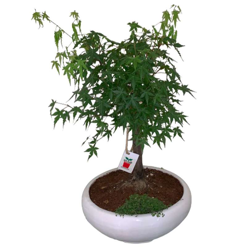 گلدان طبیعی گلباران مدل افرا کد 10 گلدان طبیعی گلباران مدل افرا کد 10