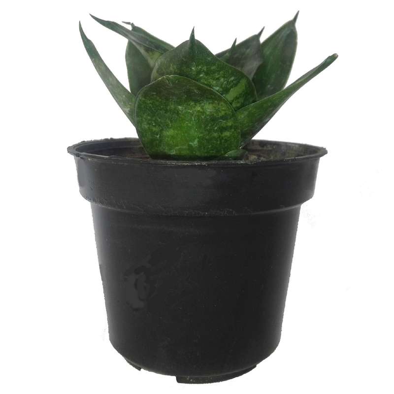 گل طبیعی سانسوریا پا کوتاه سبز کد 103 گل طبیعی سانسوریا پا کوتاه سبز کد 103