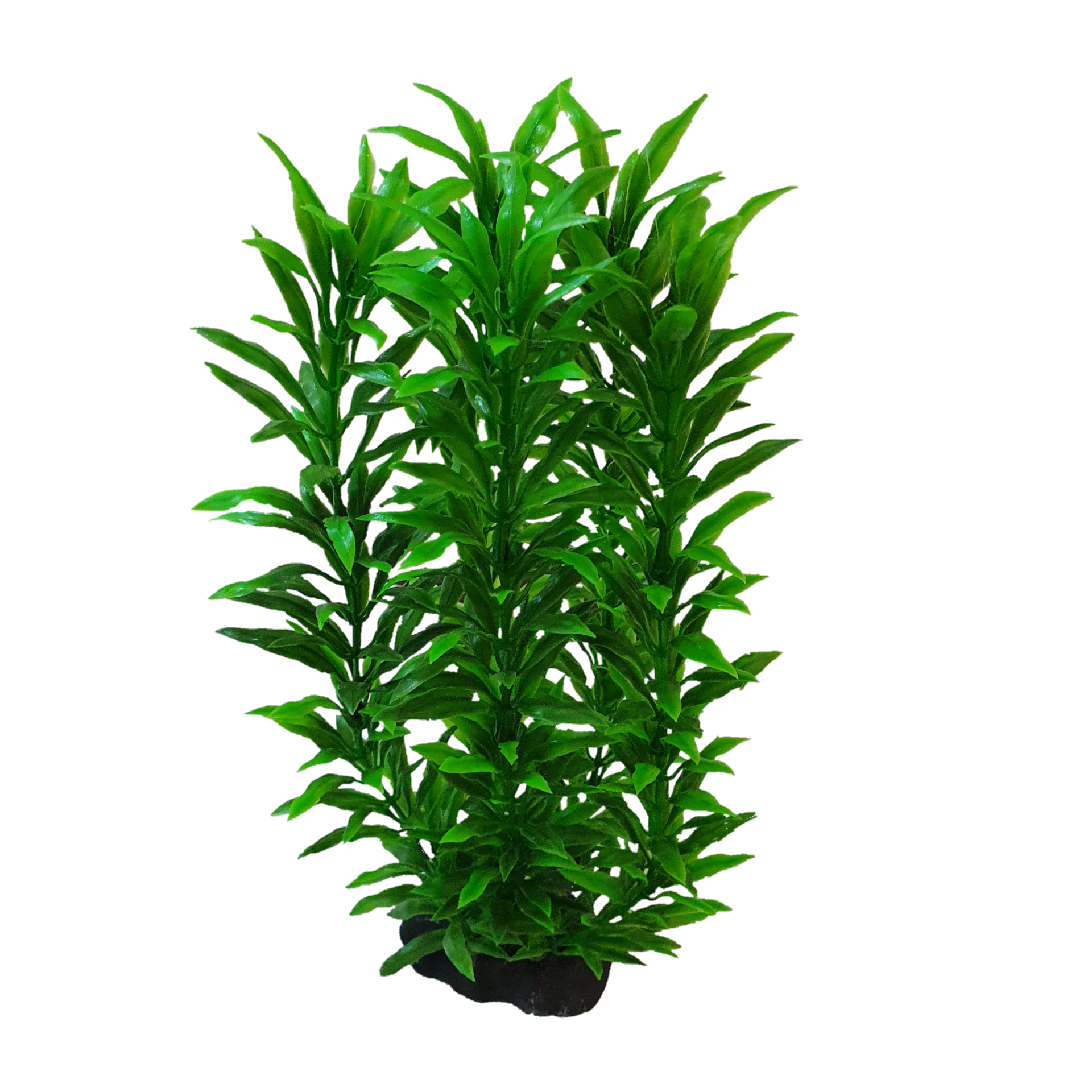 گیاه تزیینی آکواریوم مدل کریپتون کد35