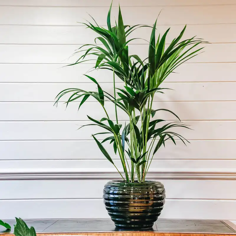 بذر نخل زینتی سانیا سید مدل SS66