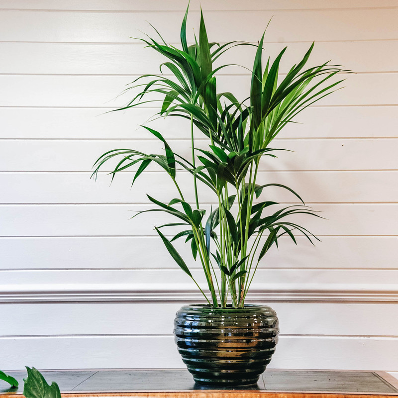 بذر نخل زینتی سانیا سید مدل SS66 بذر نخل زینتی سانیا سید مدل SS66