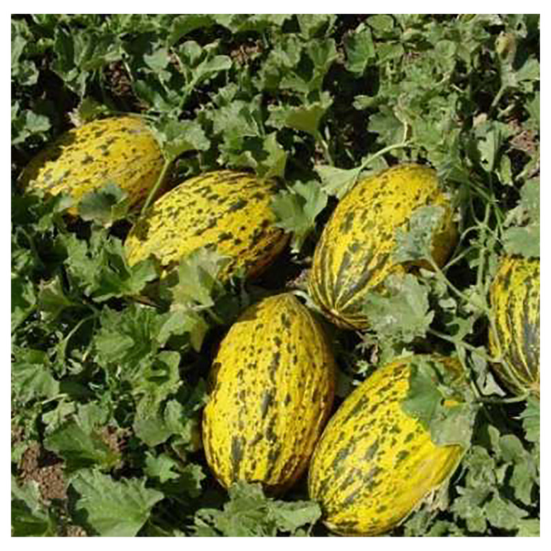 بذر خربزه خال دار کشیده آذر سبزینه مدل A43