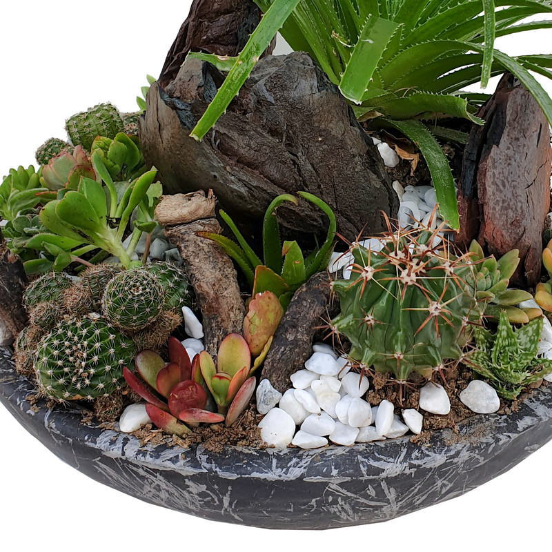 گیاه طبیعی کاکتوس مدل MK-99002 گیاه طبیعی کاکتوس مدل MK-99002