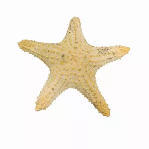 ستاره دریایی تزیینی مدل fb3
