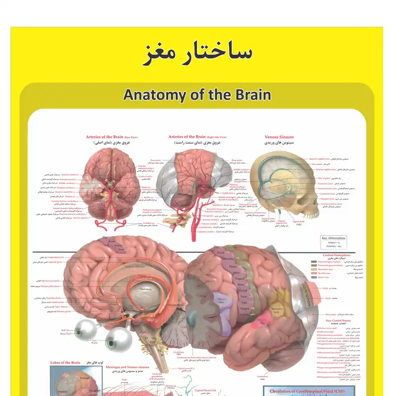 پوستر آموزشی طرح آناتومی مغز انسان