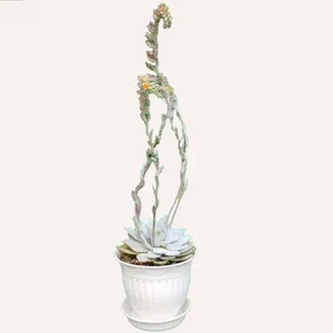 گیاه طبیعی ساکولنت اچوریا کد S03