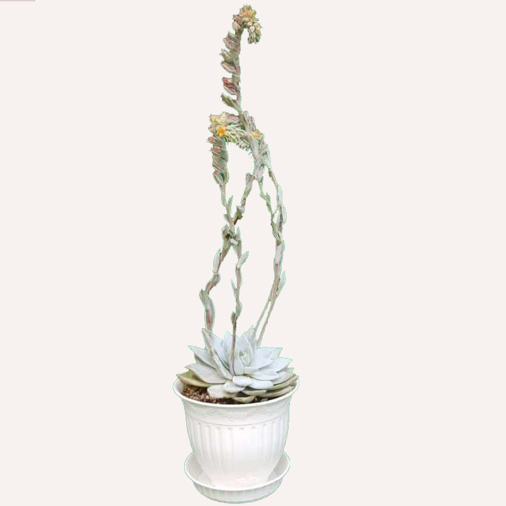 گیاه طبیعی ساکولنت اچوریا کد S03 گیاه طبیعی ساکولنت اچوریا کد S03