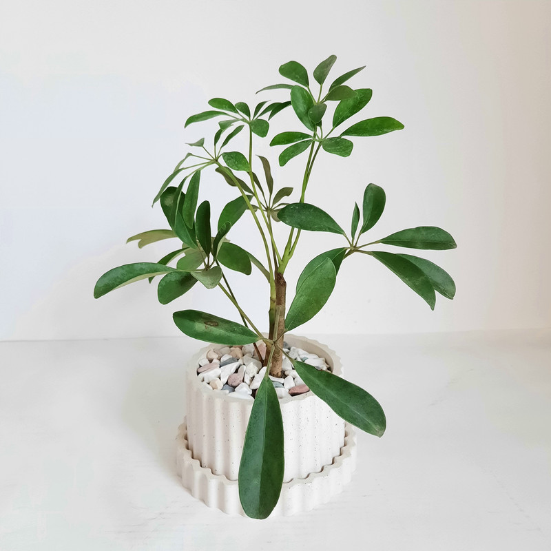 گیاه طبیعی شفلرا کد B