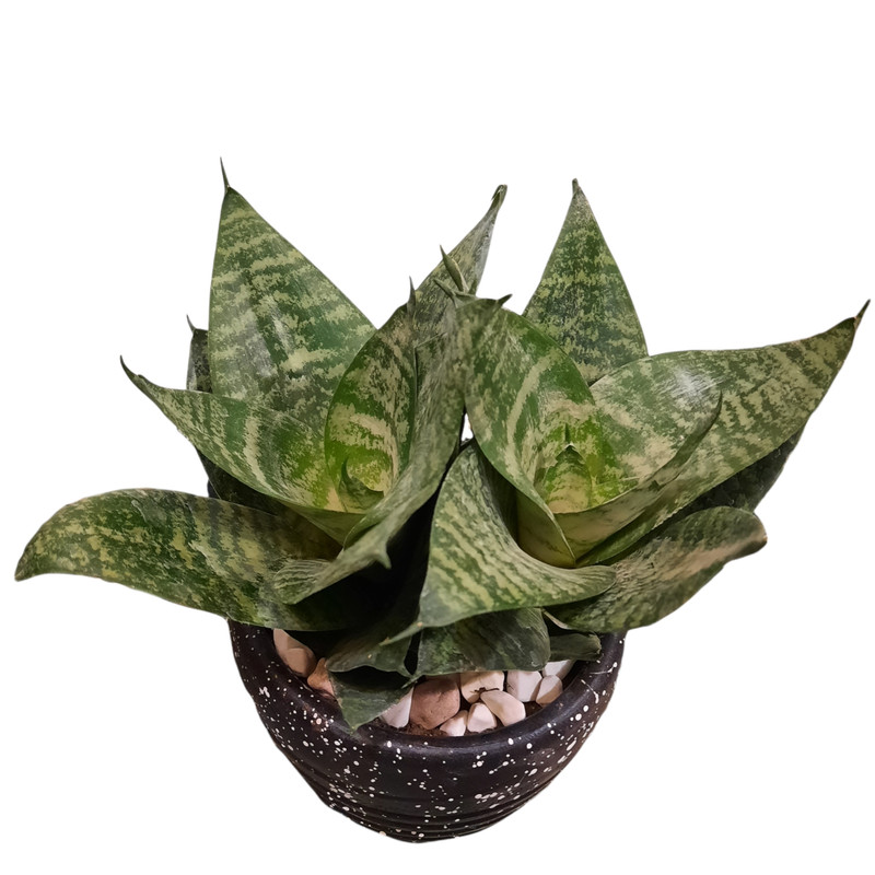 گیاه طبیعی سانسوریا مدل پاکوتاه سبز طرح سنگی کد A