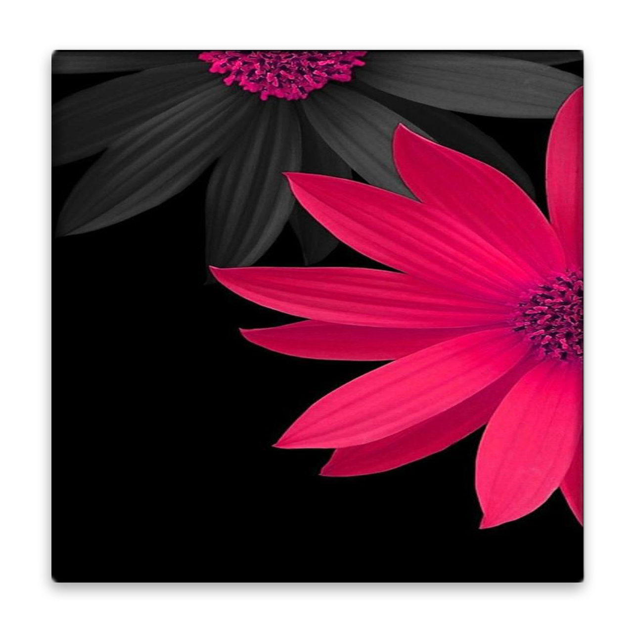 کاشی عصر بوژان مدل گل کد B194