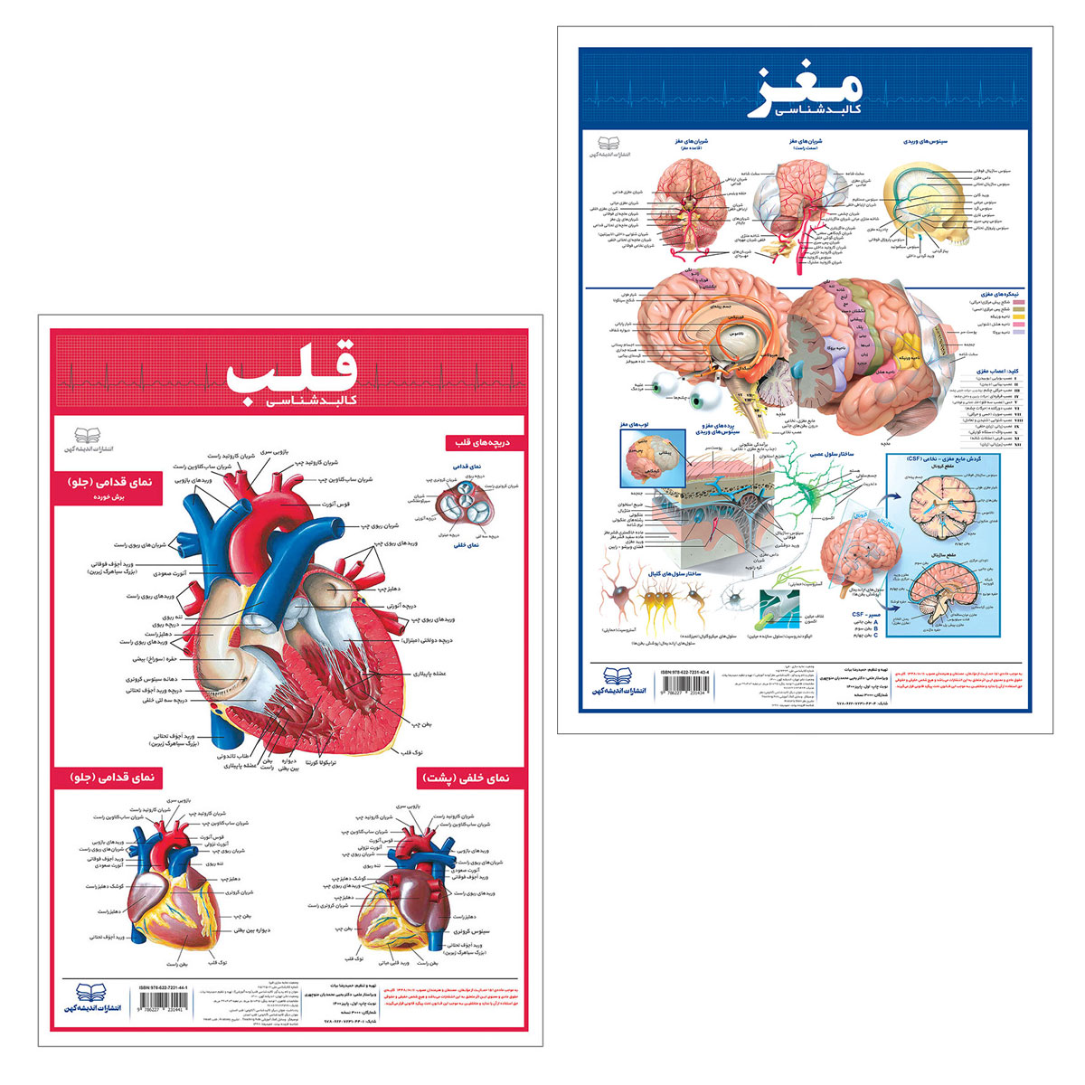 پوستر آموزشی انتشارات اندیشه کهن مدل کالبدشناسی قلب و مغز مجموعه 2 عددی