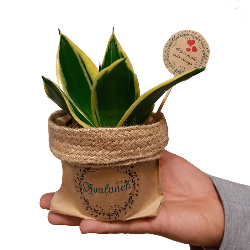 گیاه طبیعی سانسوریا ابلق کد P.A.04