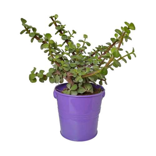 گیاه طبیعی کراسولا خرفه ای کد rf05