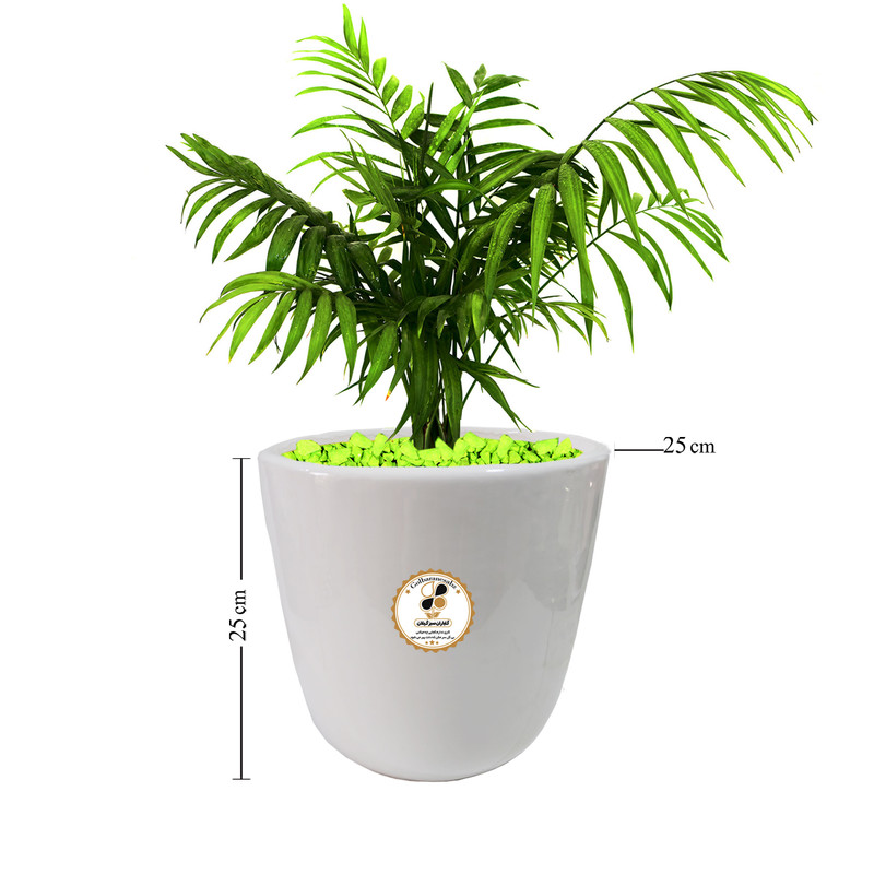 گیاه طبیعی شامادورا شرکت گلباران سبز گیلان مدل GN13-22L گیاه طبیعی شامادورا شرکت گلباران سبز گیلان مدل GN13-22L