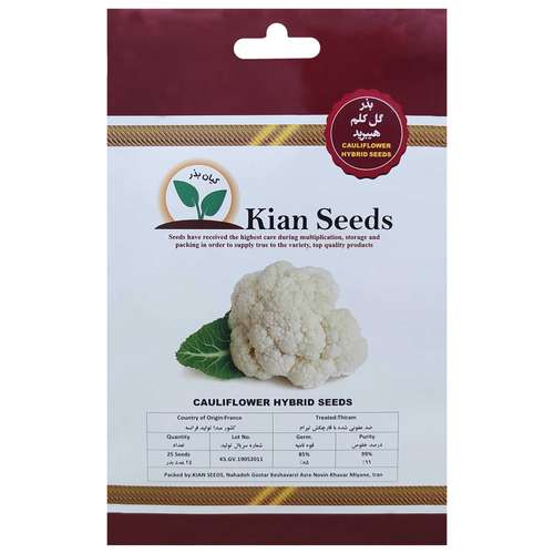  بذر گل کلم هیبرید کیان بذر کد KBZ-31