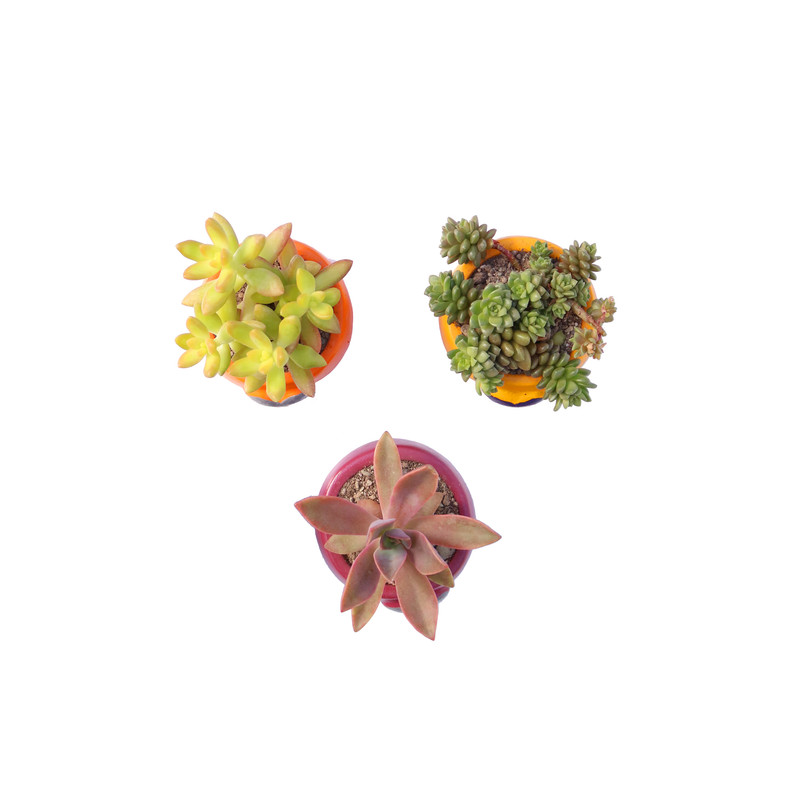گیاه طبیعی ساکولنت آیدین کاکتوس کد FP-003 مجموعه 3 عددی گیاه طبیعی ساکولنت آیدین کاکتوس کد FP-003 مجموعه 3 عددی