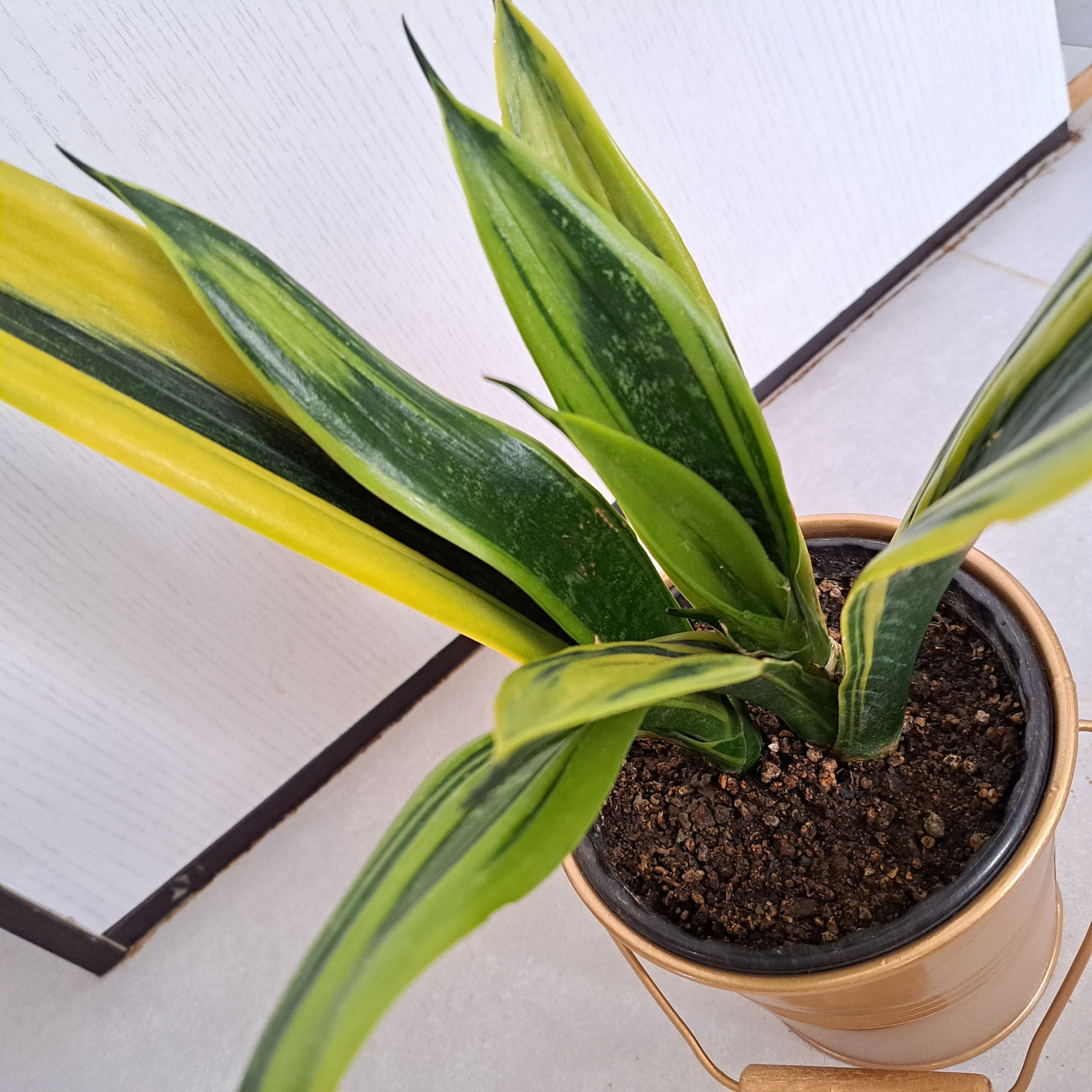 گیاه طبیعی سانسوریا گلد فلیم مدل 402511