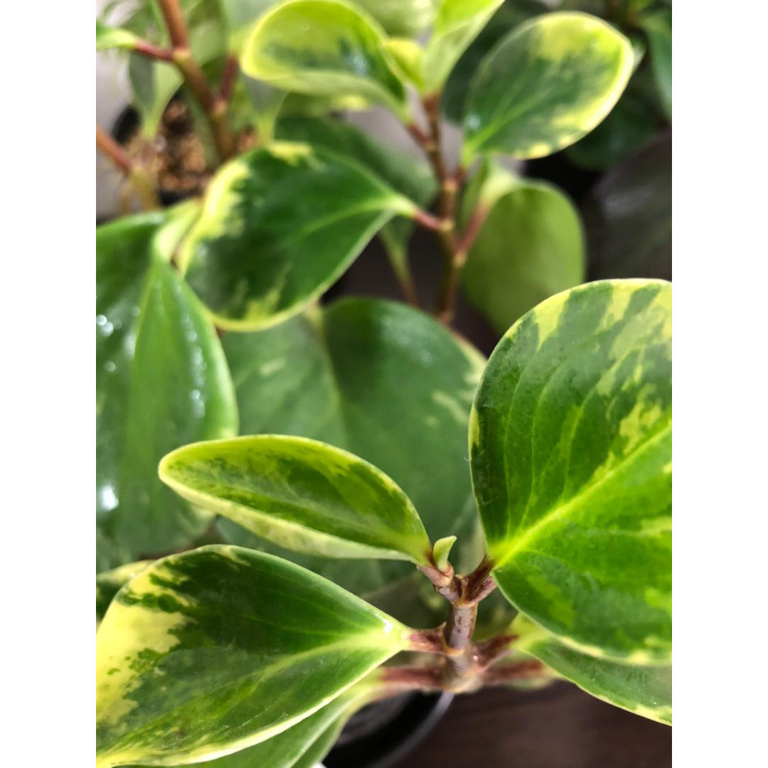 گیاه طبیعی قاشقی ابلق گلپیدو کد GP-l20 گیاه طبیعی قاشقی ابلق گلپیدو کد GP-l20