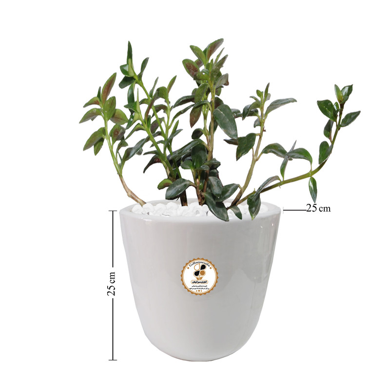 گیاه طبیعی نماتانتوس شرکت گلباران سبز گیلان مدل KN-L