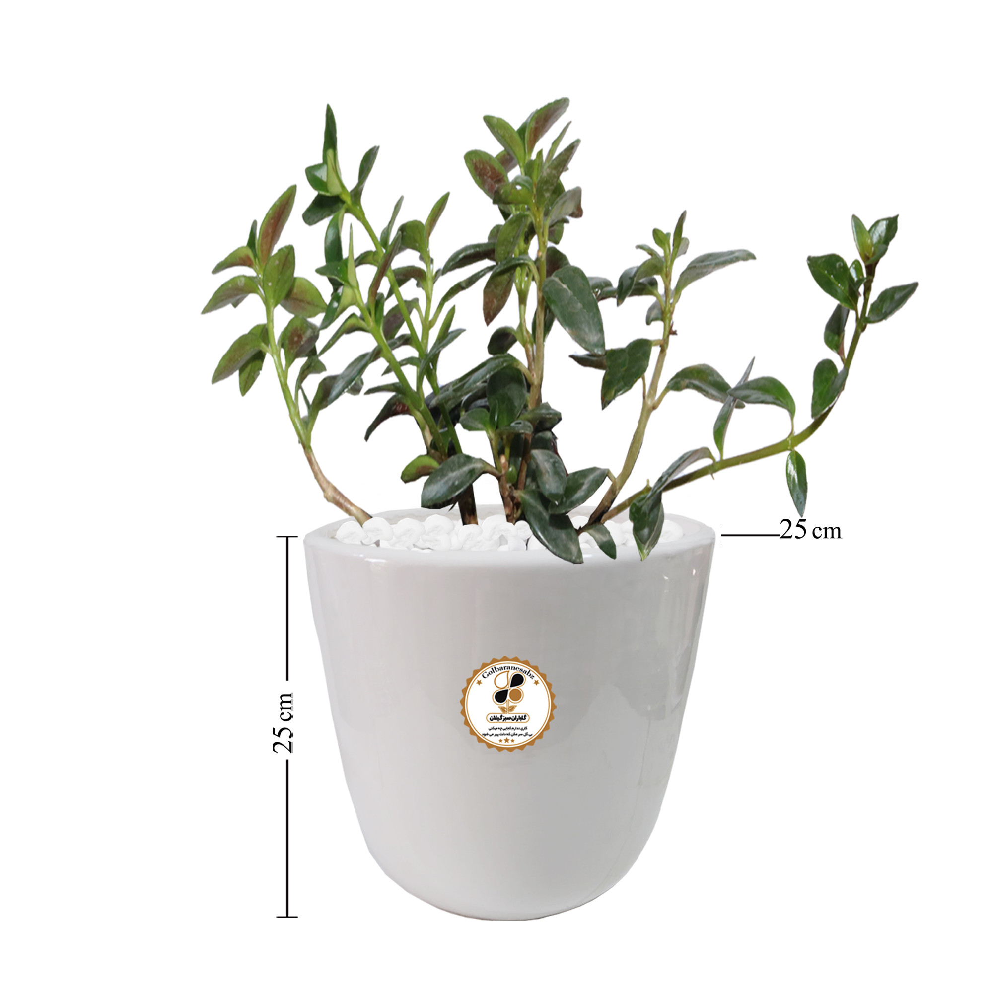 گیاه طبیعی نماتانتوس شرکت گلباران سبز گیلان مدل KN-L گیاه طبیعی نماتانتوس شرکت گلباران سبز گیلان مدل KN-L