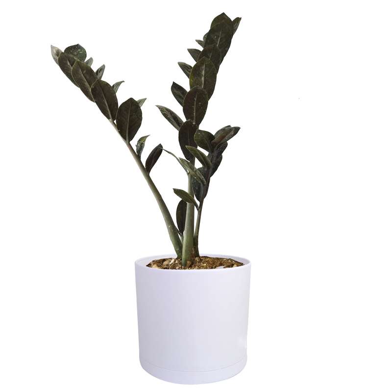 گیاه طبیعی زاموفیلیا بلک کد AS-200