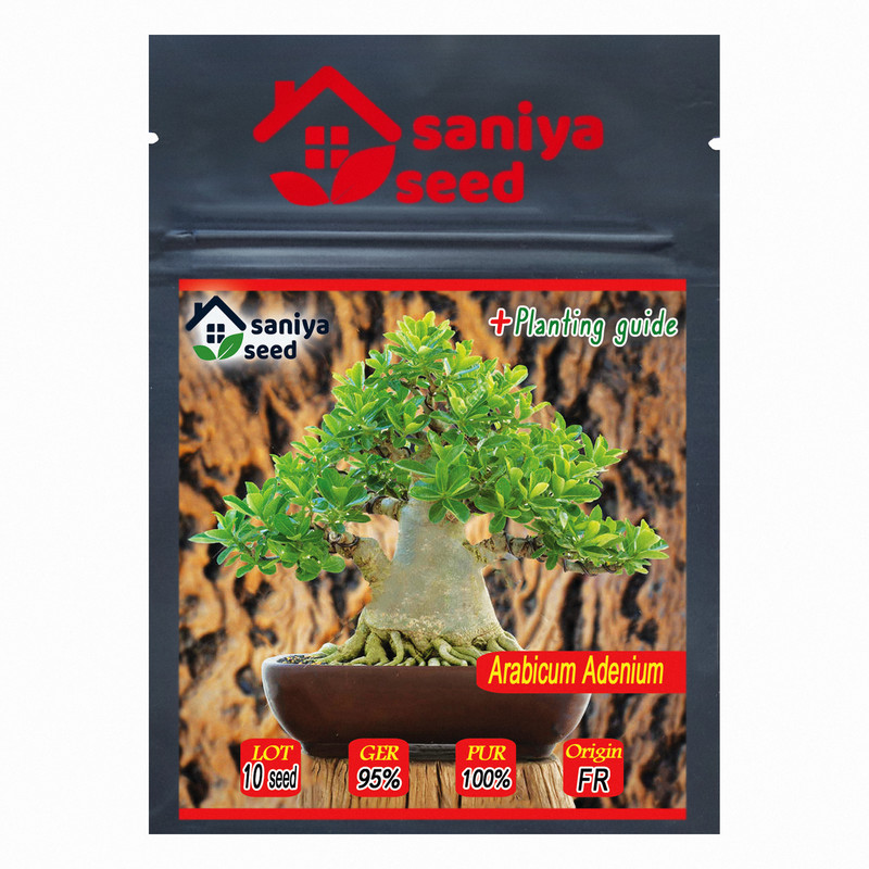 بذر بنسای آدنیوم عربیکوم سانیا سید مدل 10